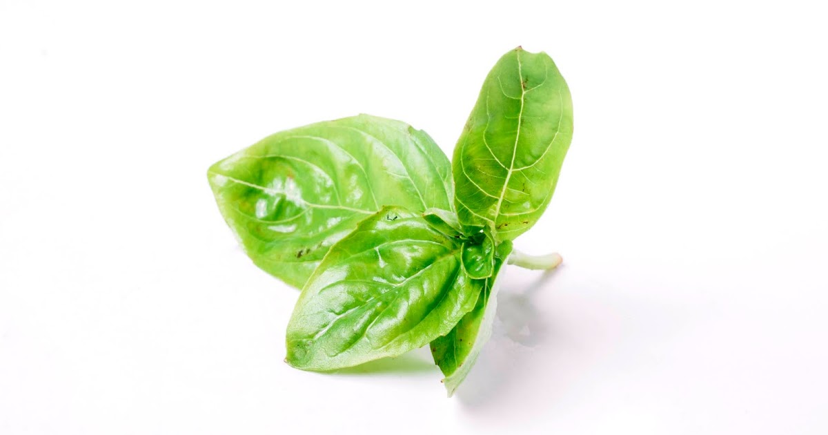 તુલસીનાં પાંદડાંના વિવિધ ફાયદા Benefit of Indian Tulsi Plant in