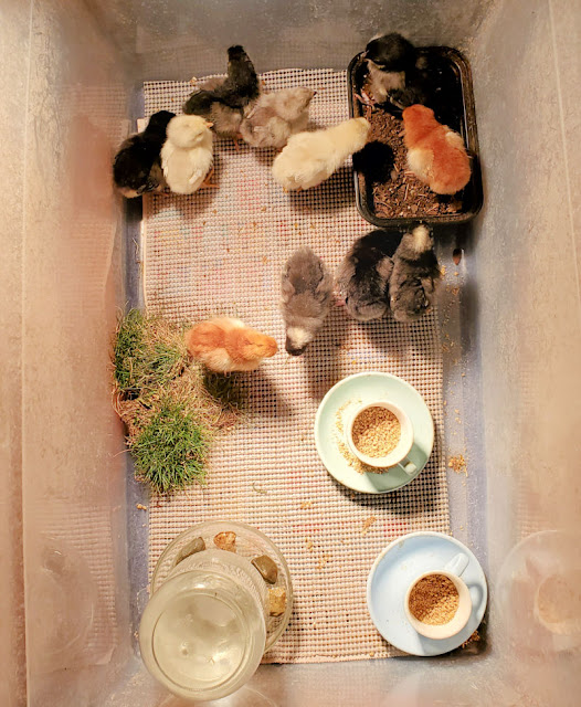 overhead view of chicks in plastic tote brooder