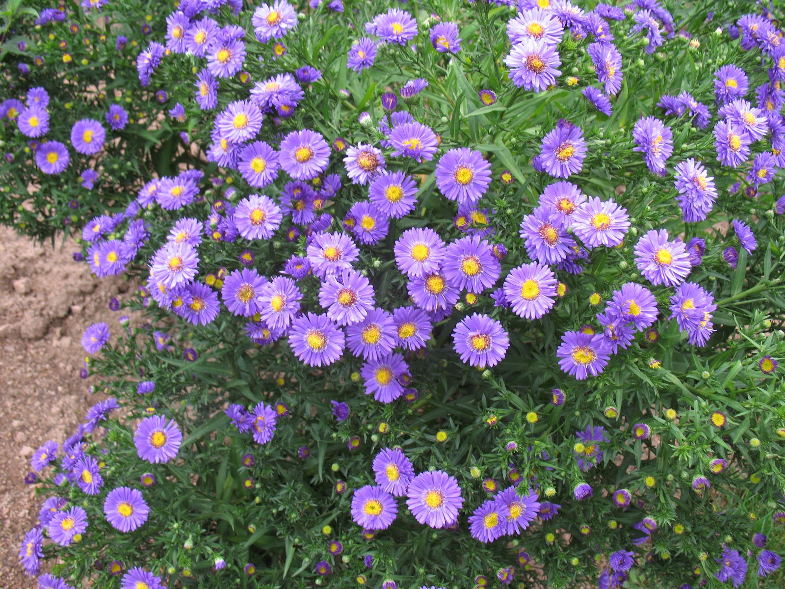 Roses du jardin Chêneland Aster dumosus "Sapphire"