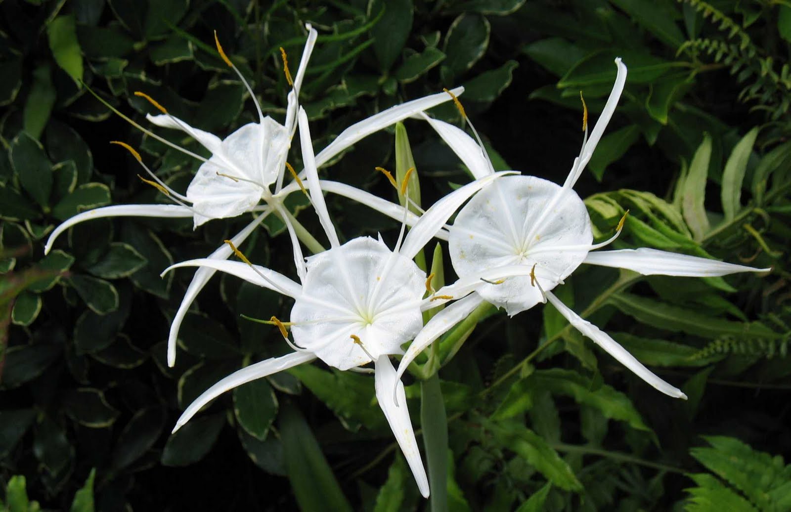 Using Native Plants The Lilies Among Us