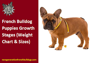 French Bulldog Puppies Growth Stages (Weight Chart & Sizes)