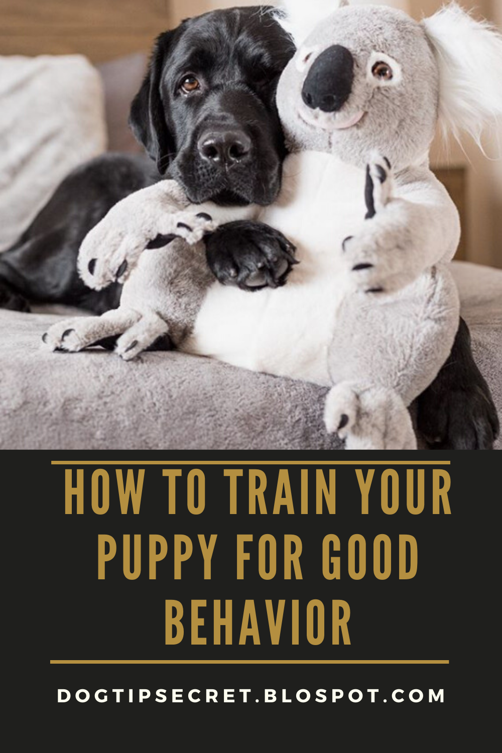 How to Train Your Puppy for Good Behavior Dog Tips Secret Dog Tips