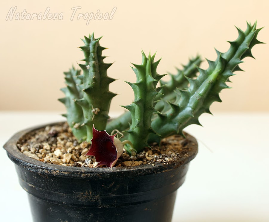 Representante del género Huernia, planta ideal para la multiplicación por esquejes de tallos