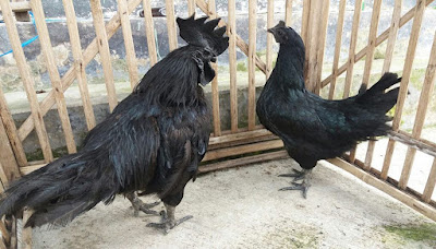 A review of Ayam Cemani Chicken Breed