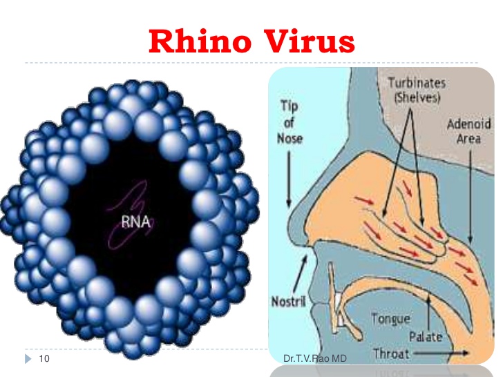 Tinh dầu có tác dụng như thế nào đối với virus rhinovirus Tinh dầu giải cảm