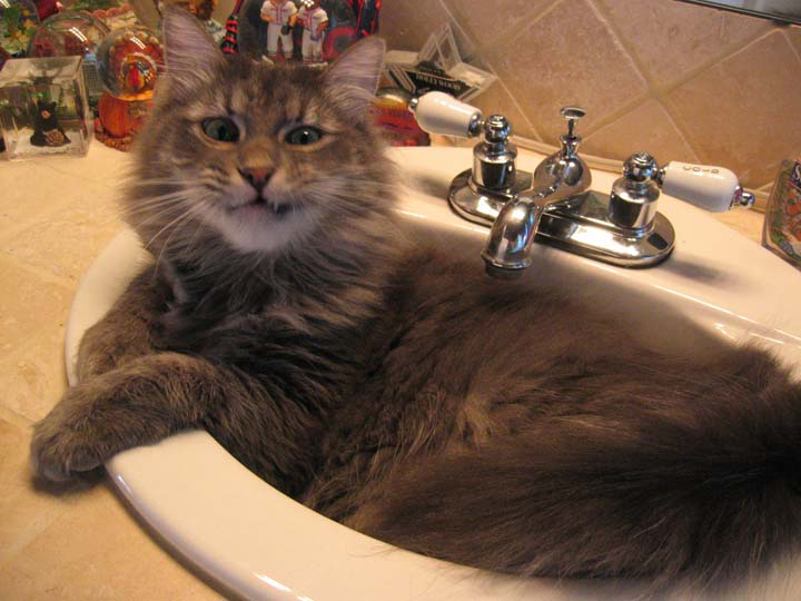 23 Cute cats in sinks (23 pics) Amazing Creatures