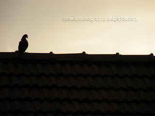 Pigeon - Silhouette - Karaikudi