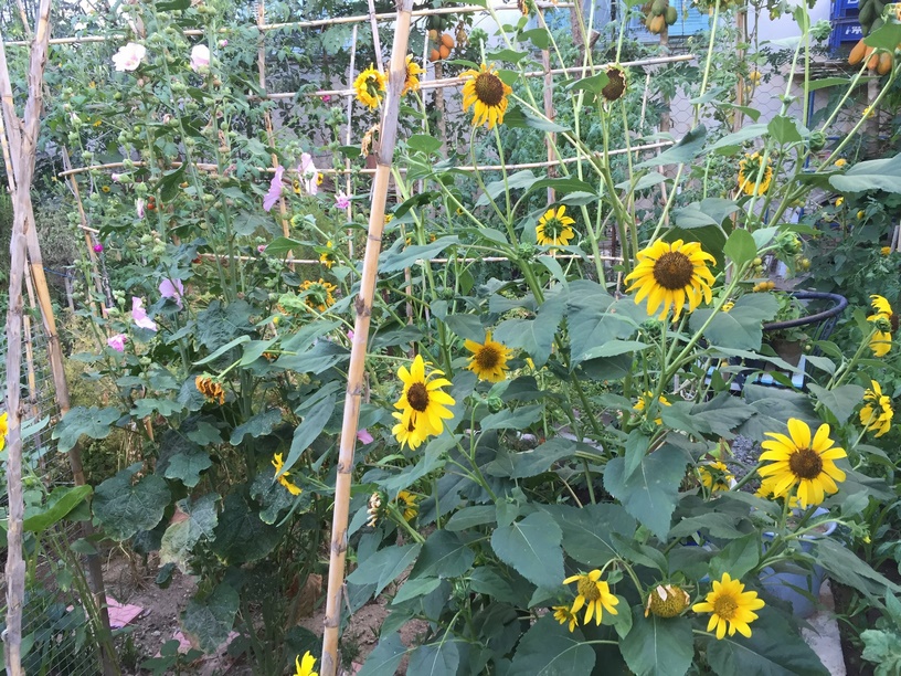 Sunflower require long, and hot summers to flower well