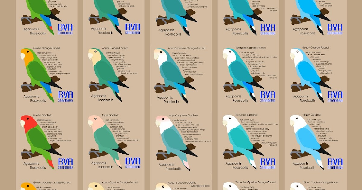 motion graphics illustration multimedia Lovebird Colour Charts