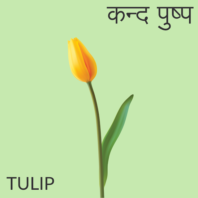 Flowers name in Hindi and English