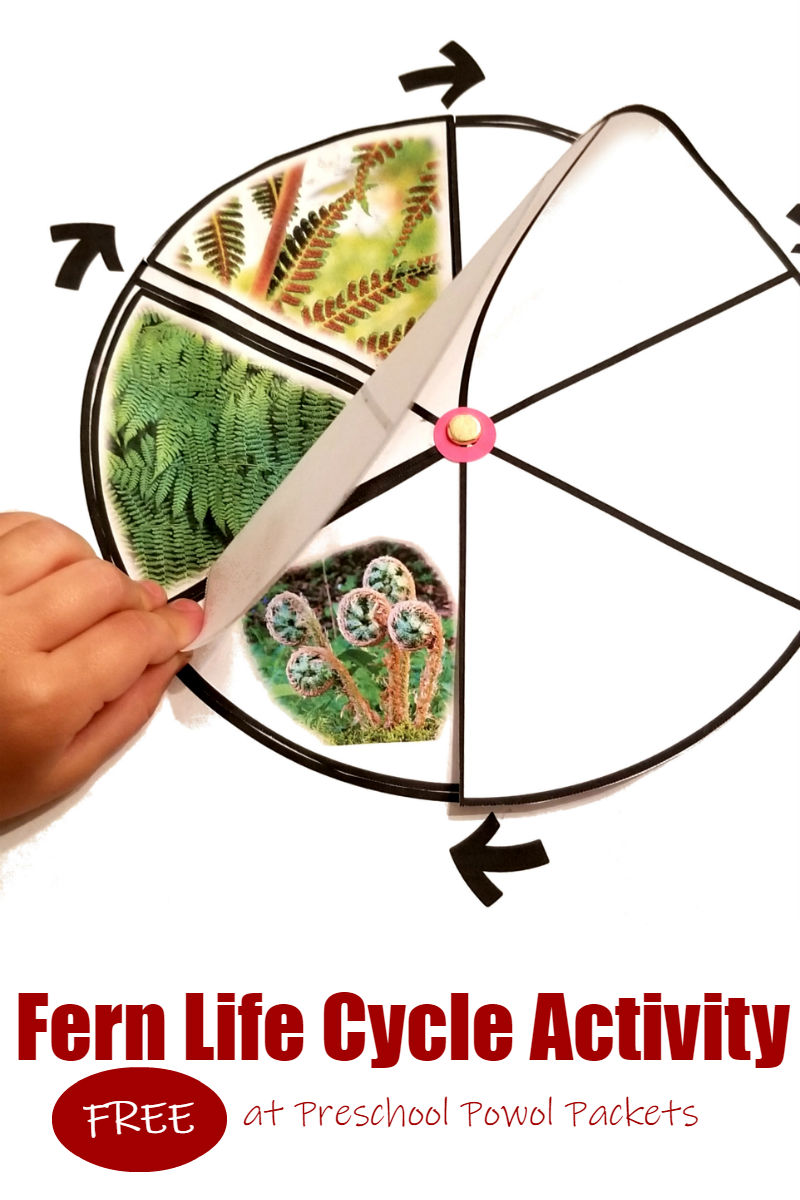 Fern Life Cycle - Plant Theme Preschool Activity | Preschool Powol Packets