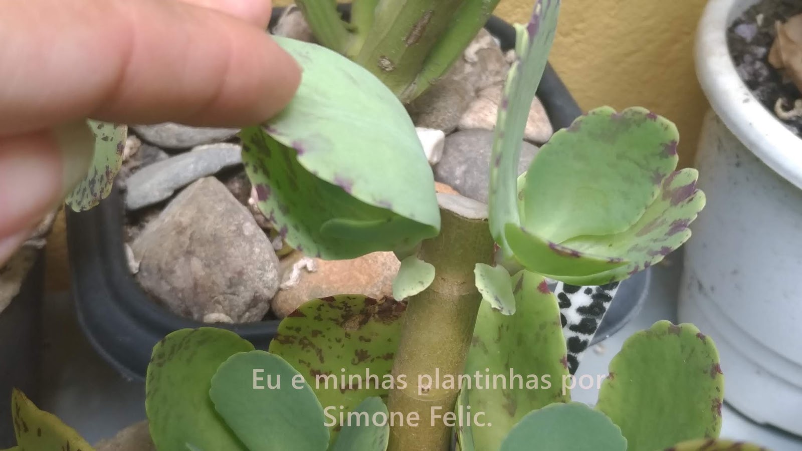 Eu E Minhas Plantinhas Poda De Suculentas