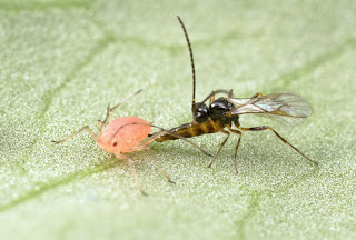 rubicondior generational researchers symbiotic drexel