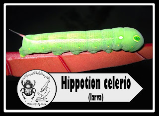 دودة ورق العنب المنقطة Hippotion celerio