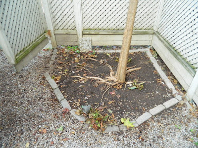 Toronto Cabbagetown Fall Cleanup Backyard After by Paul Jung Gardening Services Inc.--a Toronto Gardening Company Toronto Cabbagetown Fall Cleanup Backyard After by Paul Jung Gardening Services Inc.--a Toronto Gardening Company