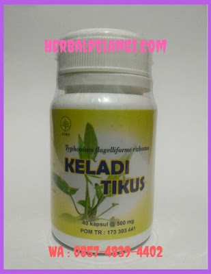 Jual Kapsul Keladi Tikus Di Bolaang Mongondow Selatan | WA : 0812-1666-0102