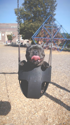 Dog sways in a child seat on a swing set Dog sways in a child seat on a swing set