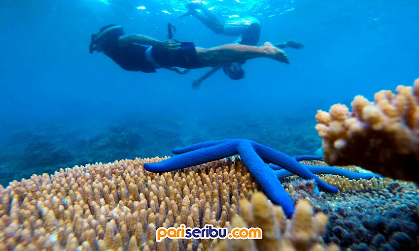 Under Water Wisata Pulau Pari