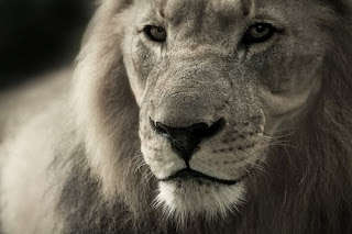 Lion Images Lion Images