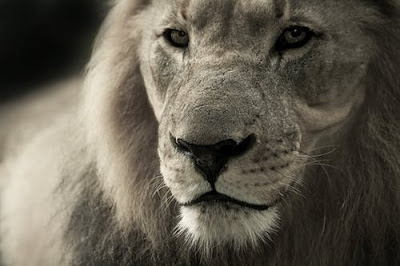 Lion Images Lion Images
