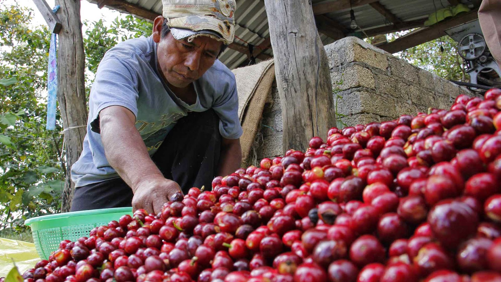 Devasta plaga al café de Oaxaca