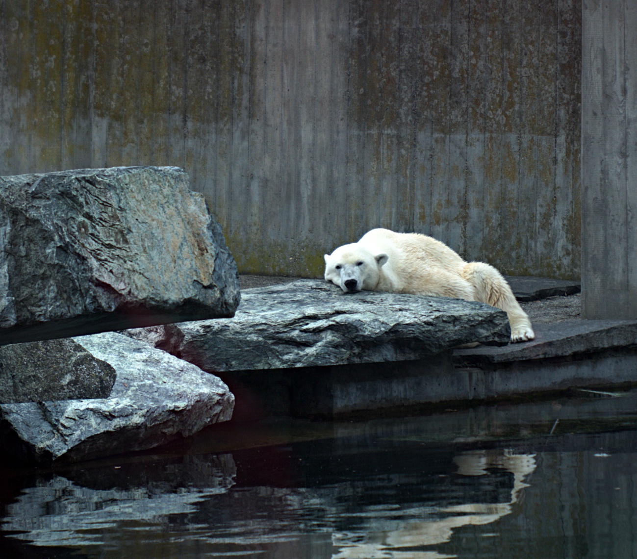 Eisbär