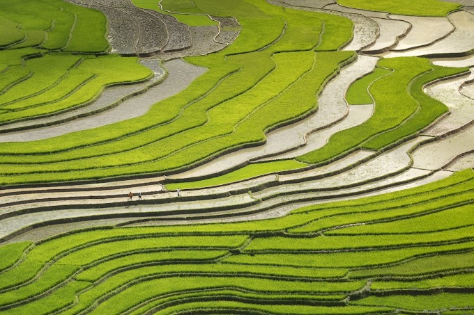 Los suelos de los arrozales como almacenes de carbono