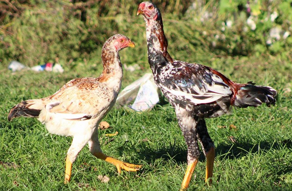 Malay Tavuk Tavuk Ciftligim Malay Tavuk Tavuk Ciftligim