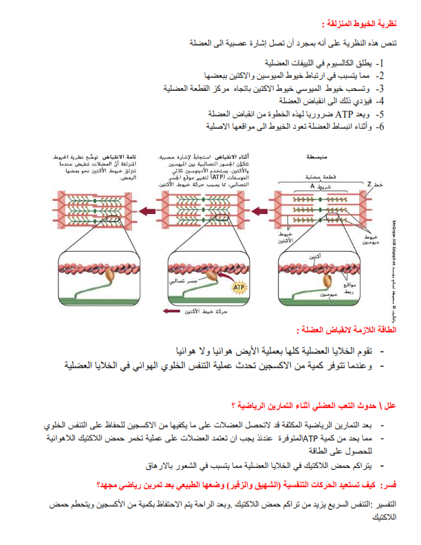 ملخص الجهاز العضلي في مادة الاحياء للصف الحادي عشر متقدم