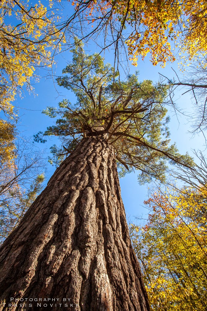 Photography by Travis Novitsky Photo Journal Itasca's Big White Pine