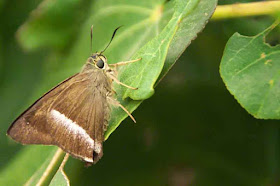 butterfly,nature,garden, Asia, image