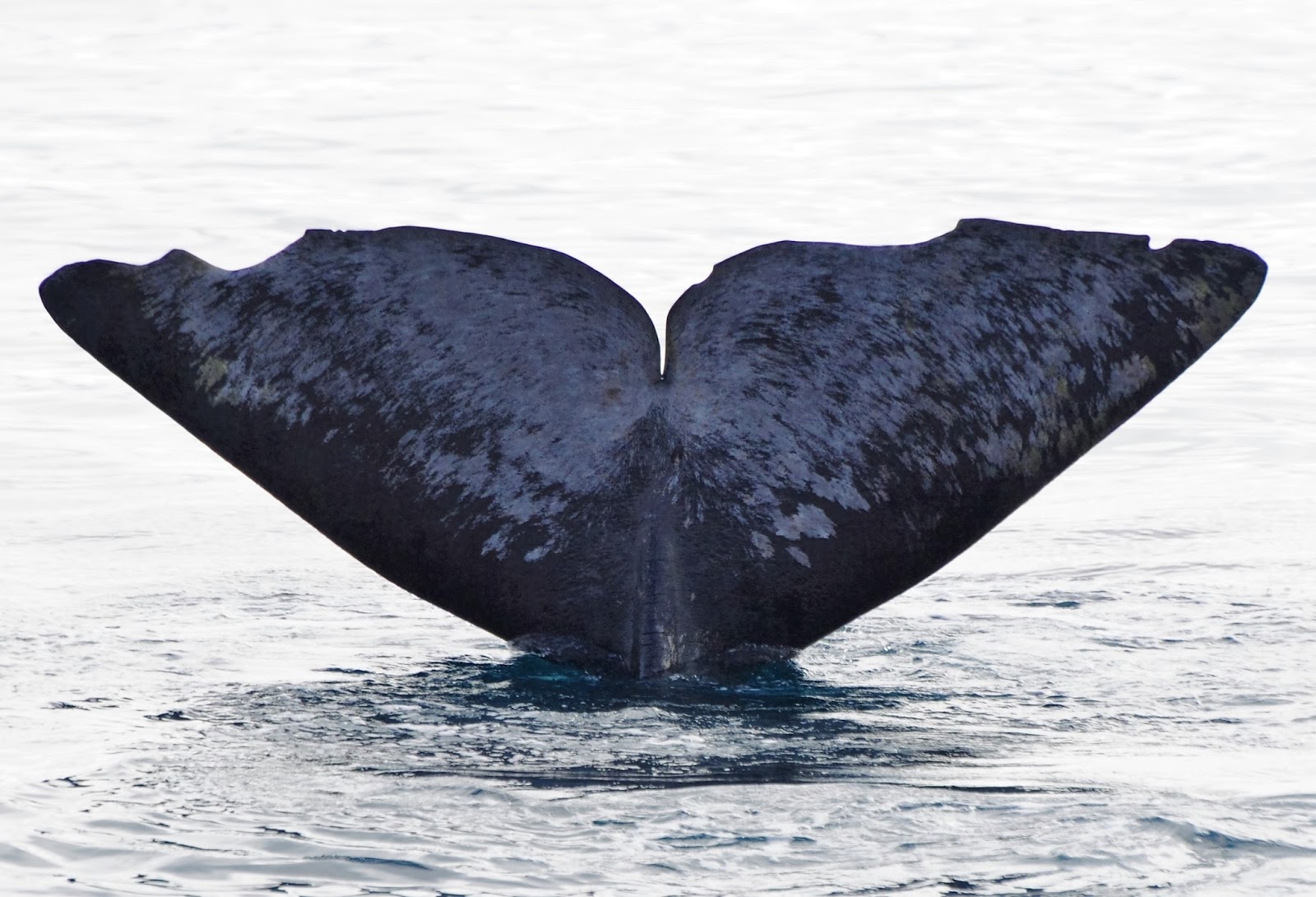 Onko sinulla iso penis