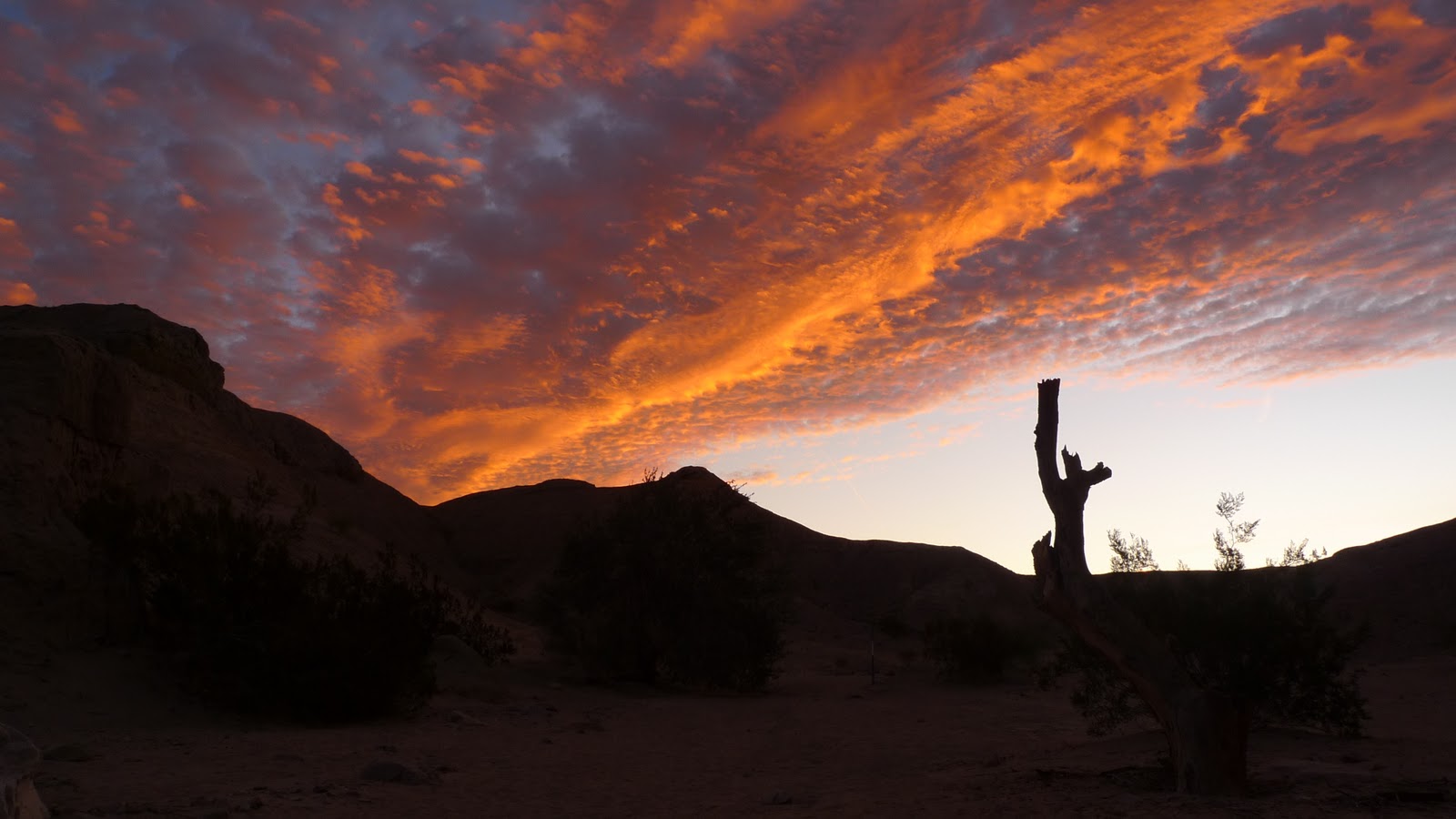 Wild Harvests Joshua Tree
