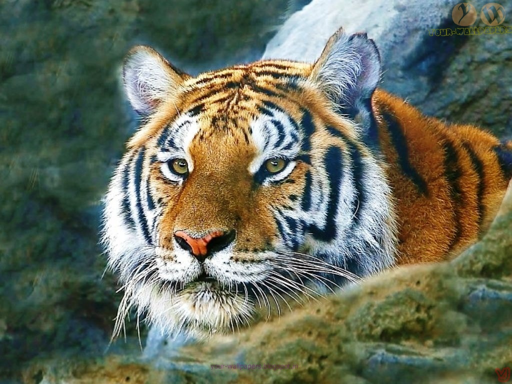 Your Wallpapers: Tiger Wallpapers and Desktop Backgrounds