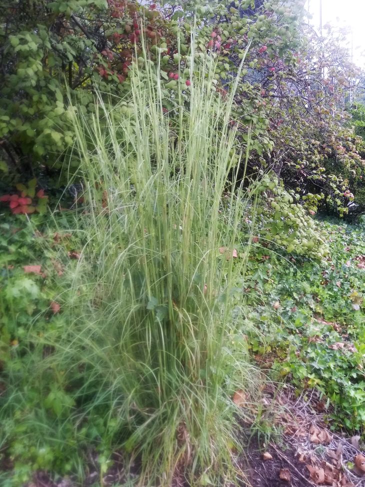 florida blue stem grass florida blue stem grass