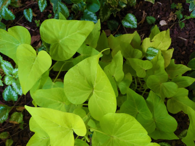 Ipomea o batata ornamental (Ipomoea batatas var. "Margarita").