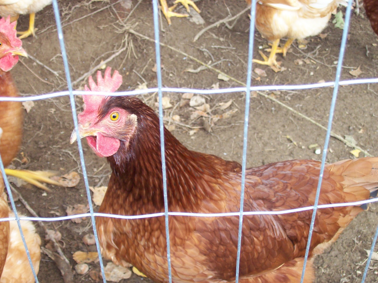 My Chicken And Egg Journal: Cherry Egger Chicken Breed