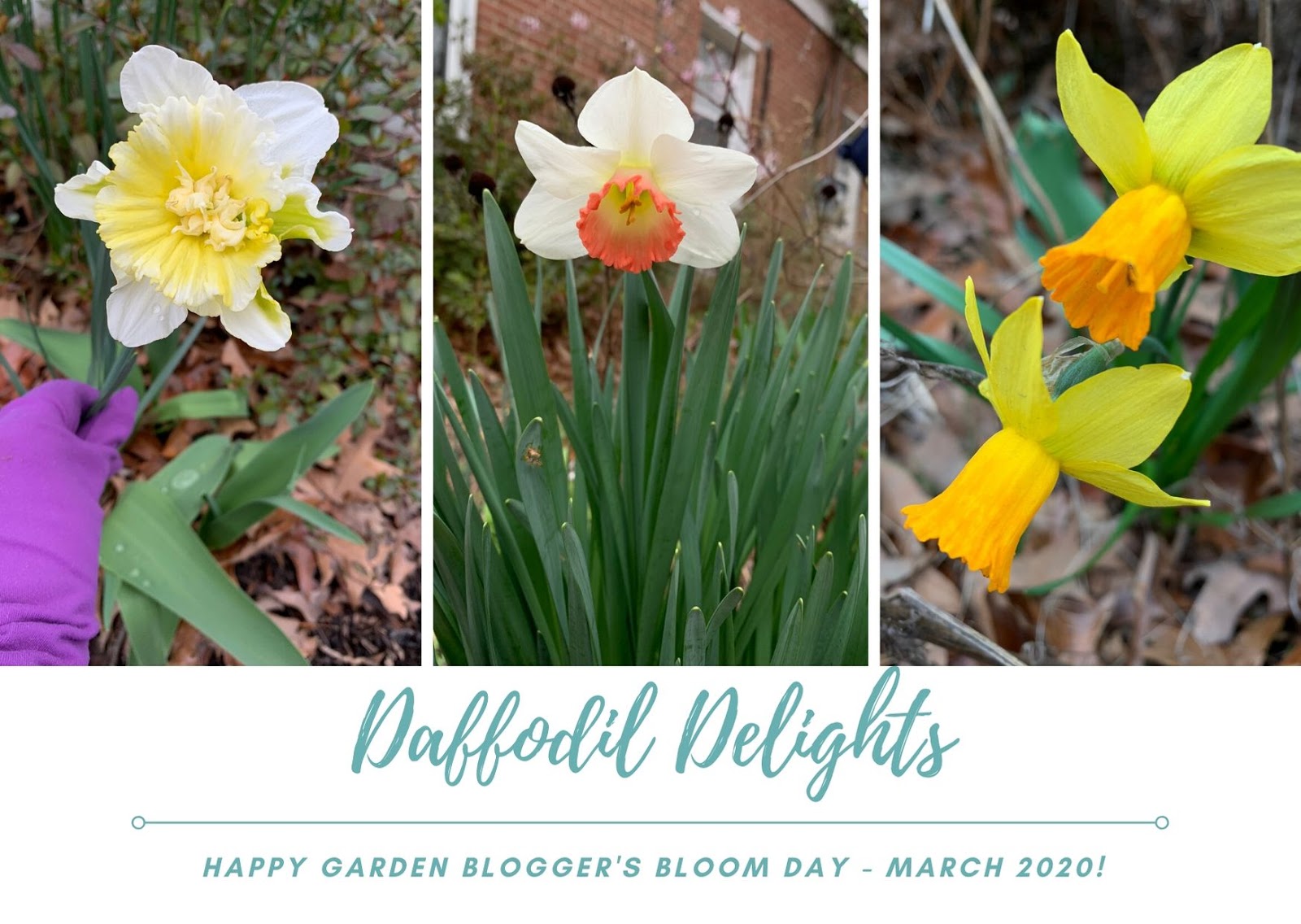 WashingtonGardener Daffodils Delight on Bloom Day