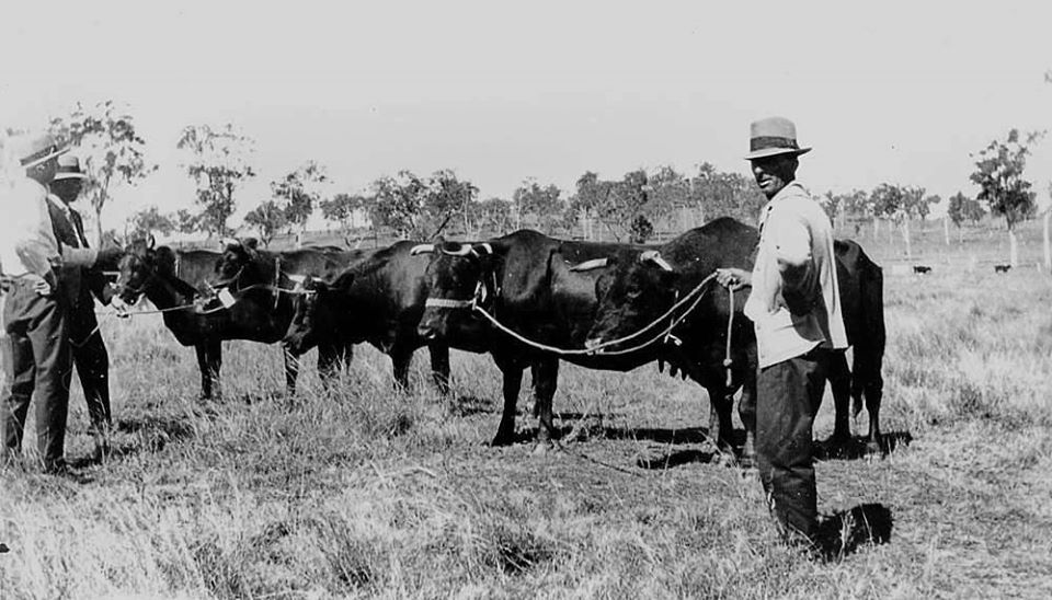 The History of Goomeri, Queensland Bill Pearce with cattle at the