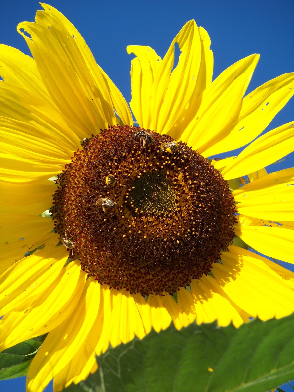 East Coast/West Coast/North Coast Sunflowers