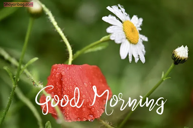 Good Morning Flowers HD Good Morning Flowers HD
