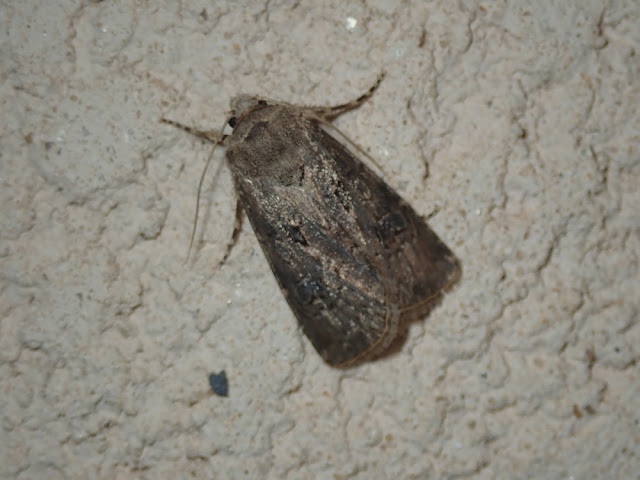 Agrotis segetum Agrotis segetum