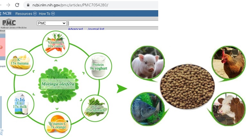 APA MANFAAT DAUN KELOR BAGI KESEHATAN TUBUH?, apa fungsi