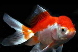 The Most Popular Type of Fancy Goldfish
