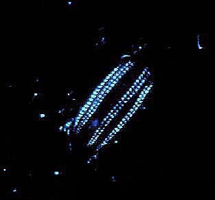 Bioluminescent comb jellies (public domain photo)