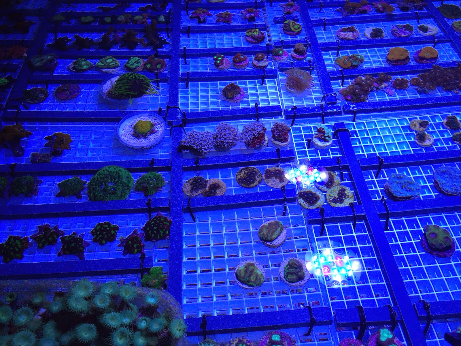 coral frags under LED