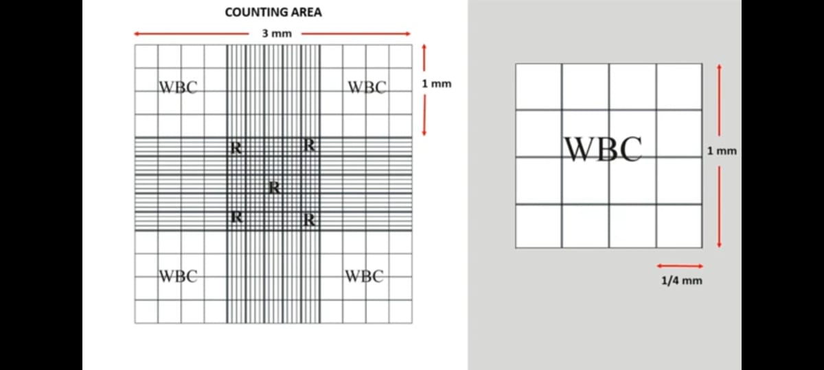 Manual Cell Counting Using Neubauer Chamber RBC Count WBC Count
