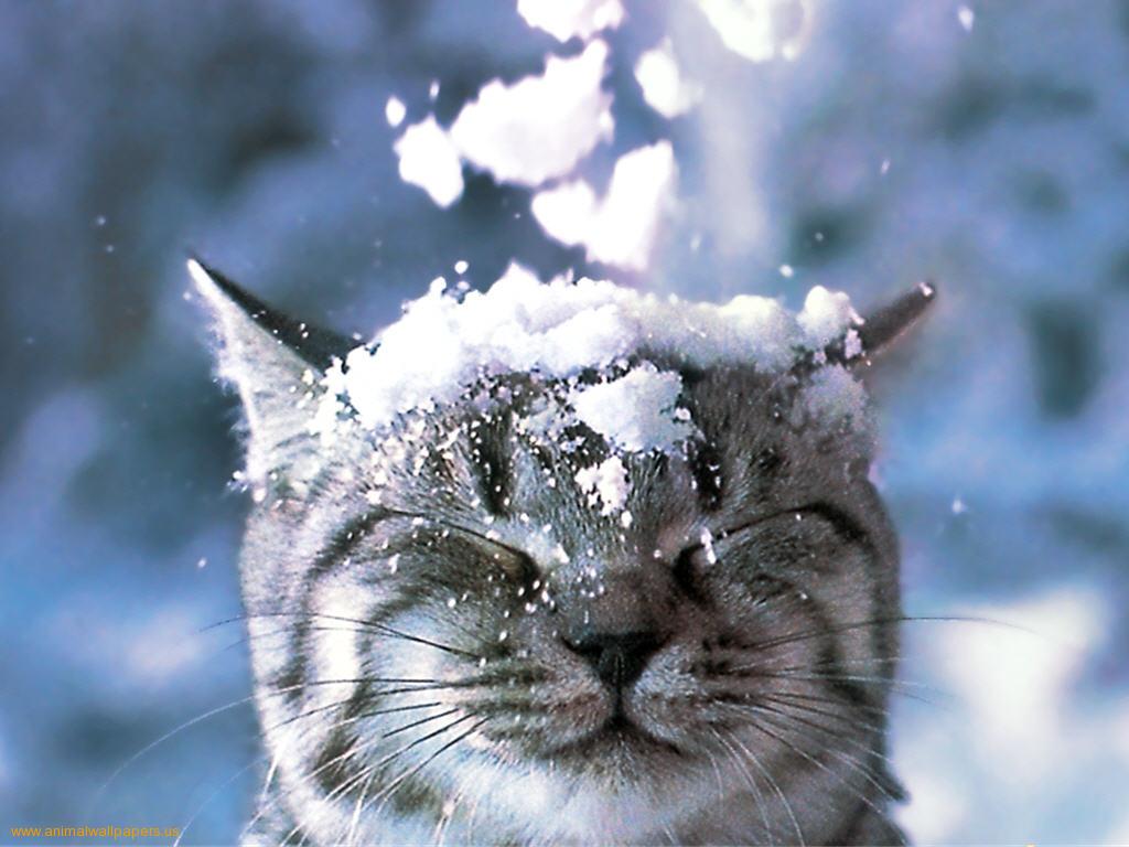 Big Cats Snow Paintings Big Cats Snow Paintings
