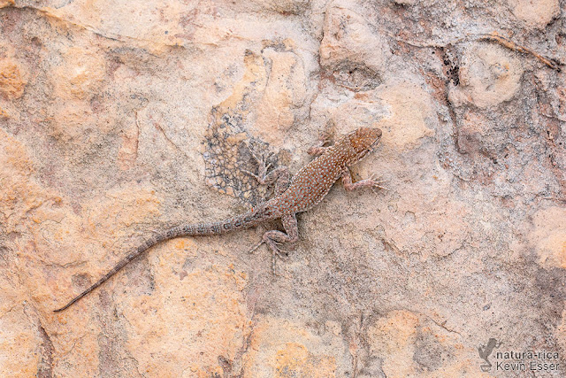 Uta stansburiana - Common Side-blotched Lizard