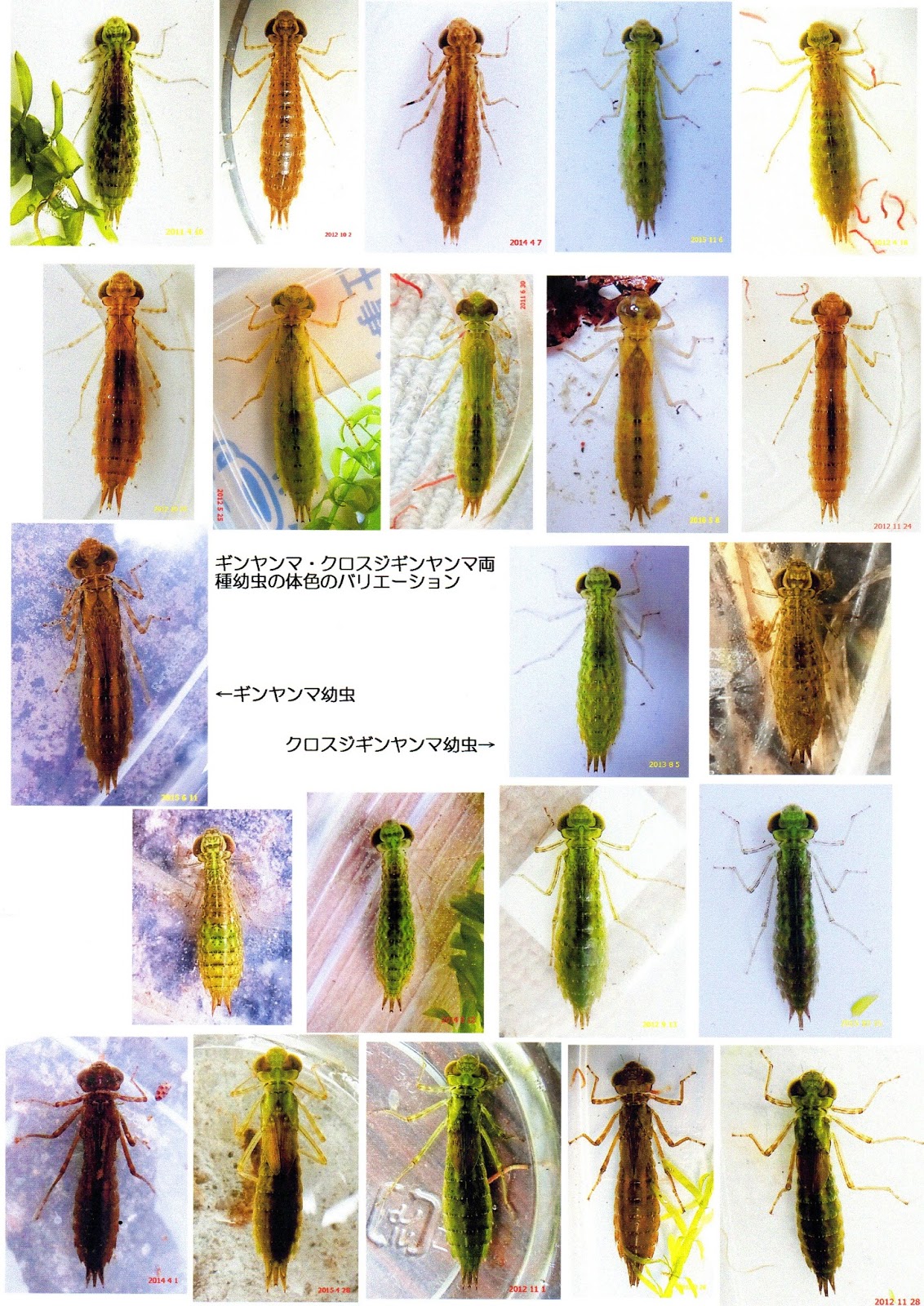 ヤゴから見えるトンボの不思議 生息環境の違いによるヤゴの体色の違い ギンヤンマとクロスジギンヤンマの場合